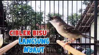 pancingan ciblek semi agar cepat bunyi ciblek semi ngebren variasi