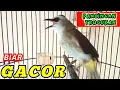 Download Lagu PANCINGAN TRUCUKAN GACOR BIAR RAJIN BUNYI GACOR  PAGI SIANG MALAM HARI