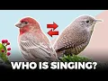 Lagu Wren vs Finch — Panduan Suara dalam Hitungan Detik