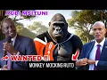Download Lagu RUTO mocked in Gen Z gorilla videos — even gorillas tired! Maandamano Wednesday