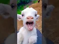 Lagu Cute Goat Kid Calling mama♥️♥️👌 #shorts #kids
