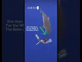 Download Lagu Tiger shark reacting to white fins🤿 #sharksafety #sharkdiving #professional #hawaii #travel #1