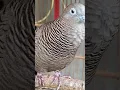 Download Lagu Burung tekukur lokal punya suara topcer yang jernih untuk umpan yang langsung bereaksi #shorts