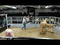 Kingsville Livestock Horse Sale