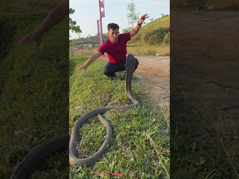 Snake in the road ...