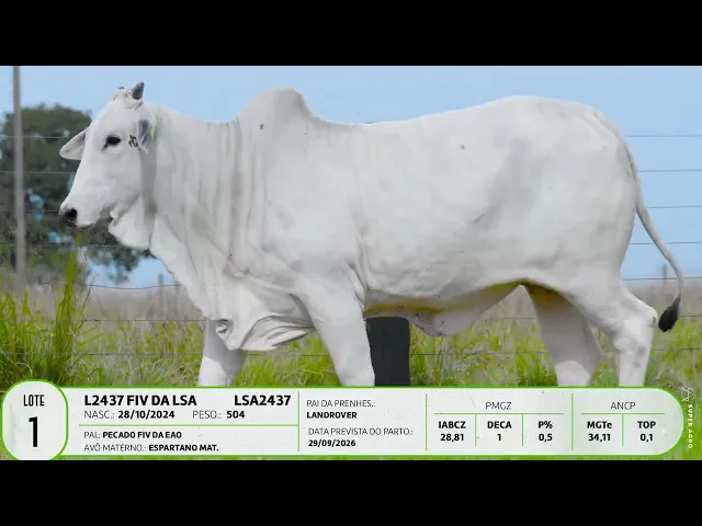 Novilha Nelore LSA - 2437