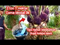Download Lagu Tips Hemat untuk melebatkan buah kelapa sawit cocok untuk sawit kurang buah 