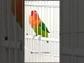 Download Lagu Masteran Lovebird Biola Green Fighter Ngekek Panjang