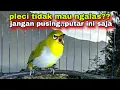 Lagu Suara Burung Pleci Gacor Ngalas Nembak Memancing Pleci Lain