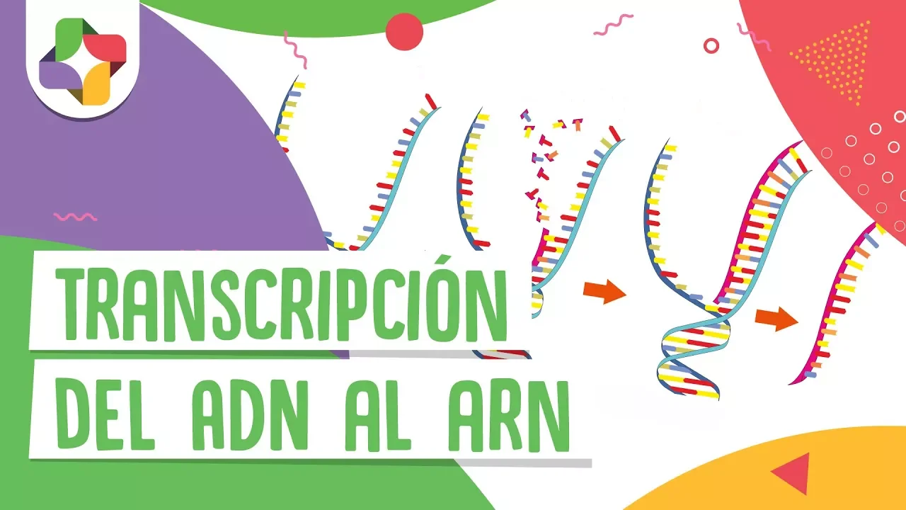 Transcripción del ADN al ARN - Educatina
