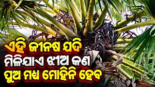 How to ତାଳଗଛ ରେ vashikaran tantra | vashikaran specialist | vashikaran mantra | tecbigyan