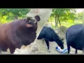 Download Lagu Rufus zag zijn weerspiegeling in mijn vrachtwagen. Dat maakte me nerveus. #rufusthebull #redford ...