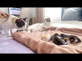 Download Lagu Dad Cat Meets His Baby Kittens for the First Time!
