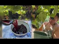How Much Grape Juice Comes From a Bucket of Grapes