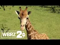Louisiana animal preserve claims feds wrongfully confiscated their sick giraffe