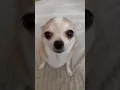 Download Lagu Deng deng deng 😋❤️#chihuahua #funny #dog #cute #pets #doglover #shorts