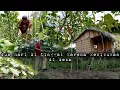 Download Lagu Dua hari di tinggal kondisi kebun makin subur dan cabe langsung di panen hidup di hutan
