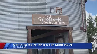 No corn maze at At l Do Farms this year