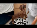 Mini dachshund s new routine with a baby