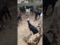 Lagu Beautiful Goats Meeting in Nature | Lovely Village Life Moments 🐐🌿 #youtubeshorts