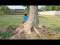 Download Lagu Without difficulty these 2 trees are easily knocked down‼️
