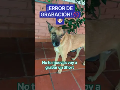 Intento de grabación con mi modelo estrella 🎬🐶🤣 #perrosfelices #doglovers #shorts