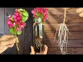 Lagu Just Coca! Bougainvillea Branches Grow Roots Like Crazy Overnight
