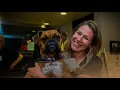 Florida Boxer Rescue 2020 The Art of Rescue