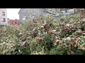 Snowfall in Montreal December 2019