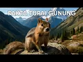 Download Lagu Tentang Tupai Gunung yang hanya hidup di gunung