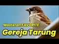 Download Lagu Masteran burung gereja tarung terbaik