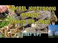 2023 Morel Mushroom Hunting Updates March 30th