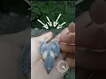 Download Lagu Lolohan Glatik Belong Silver l Finch Breeding l Finch Aviary