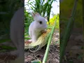 Download Lagu Dit is hoe het kleine konijn mais steelt. Schattig huisdier debuutplan. Konijn landelijk schattig h