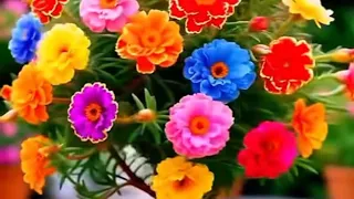 عمالة ميسور طريق سرغنة شالال ايموزار مرموشة المغربية نختلف في اللهجات واللغةوالثقافة يجمعنا الوطن 