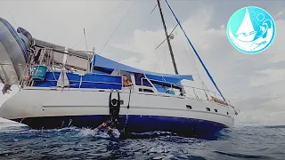 Spearing in hundreds of meters & Planting trees in a JUNGLE  Episode 247 (Sailing Catalpa)