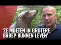 Download Lagu Zeeleeuwen na 100 jaar weg uit Artis