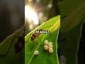 Download Lagu Unmasking the Assassin Bug: Nature's Stealthy Predator!