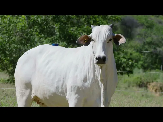 Novilha Nelore TUL - 4265