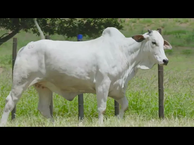 Novilha Nelore TUL - 4265