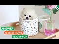 Teacup Pomeranian - Quickly Answer 16 Popular Questions Pomeranian Planet