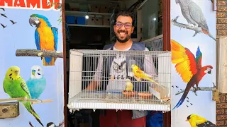 زيارة عند حمدي مع الجديد تعرف على اثمنة جميع الطيور موجودة مع اقفاص للبيع 