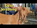 Download Lagu HARGA MASIH NEGO‼️DERE JERABANG LUWES SIAP KIRIM²
