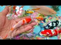 Download Lagu Menemukan Ikan Hias,Ikan Cupang,Ikan Guppy,Ikan Koi, Kepiting,Ikan Komet, Ikan Manfish,Ikan Botia