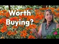 Lowe s Garden Center Perennials Annuals and What I Found July 2026