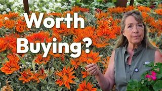 Lowe s Garden Center Perennials Annuals and What I Found July 2026