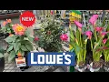 LOWES BEST NEW PLANTS ARRIVALS FOR SPRING HOW TO MAKE YOUR GARDEN BEAUTIFUL