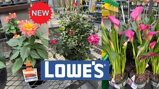 LOWES BEST NEW PLANTS ARRIVALS FOR SPRING HOW TO MAKE YOUR GARDEN BEAUTIFUL