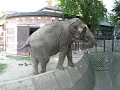 Beograd, Beo zoo vrt, slon (elephant, zoo)