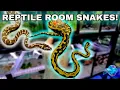 A REPTILE ROOM BEGINNER SNAKES AVAILABLE